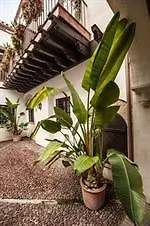 Apartment Los Patios De La Juderia Apartamentos Cordoba